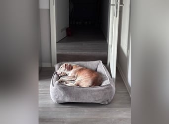 Lino - Jagdhund Mix