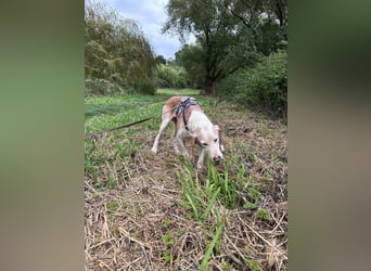 Lino - Jagdhund Mix