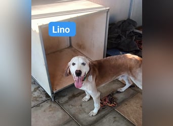 Lino - Jagdhund Mix