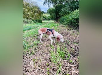 Lino - Jagdhund Mix