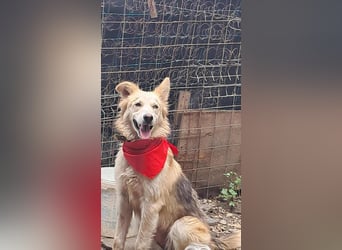 Ronja, freundliches Hundemädchen sucht Menschen mit Herz