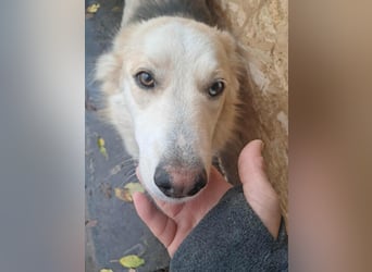 Ronja, freundliches Hundemädchen sucht Menschen mit Herz