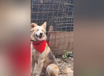 Ronja, freundliches Hundemädchen sucht Menschen mit Herz