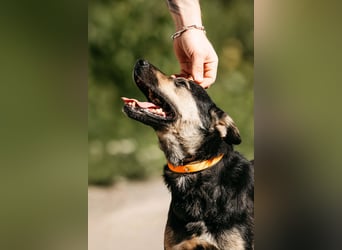Fröhlicher Sharik sucht seine Menschen