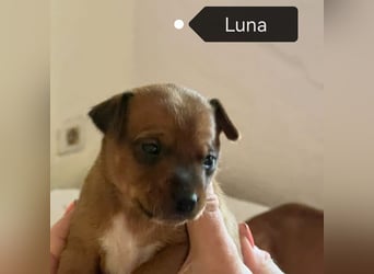 Luna (Spanien) - kleine Maus sucht ihr eigenes Zuhause