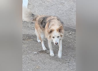 Ronja, freundliches Hundemädchen sucht Menschen mit Herz