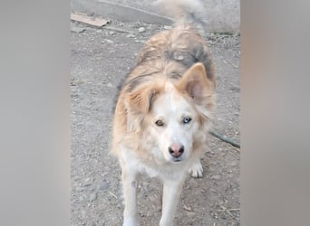 Ronja, freundliches Hundemädchen sucht Menschen mit Herz