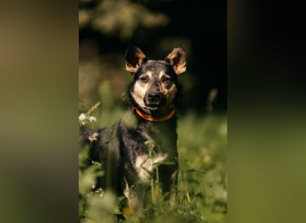 Fröhlicher Sharik sucht seine Menschen