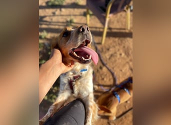 Petra (Spanien) – kleine Bretonen-Dame mit großem Herz