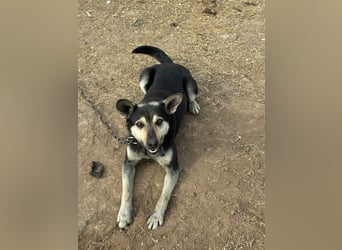 Fröhlicher Sharik sucht seine Menschen