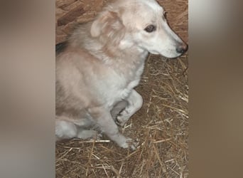 Ronja, freundliches Hundemädchen sucht Menschen mit Herz