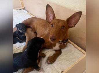 Luna (Spanien) - kleine Maus sucht ihr eigenes Zuhause