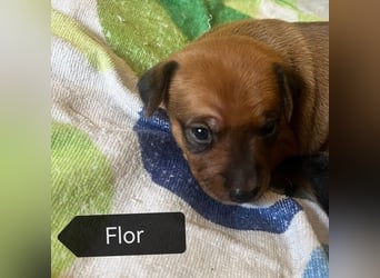 Flor (Spanien) - sucht ihre Familie fürs Leben