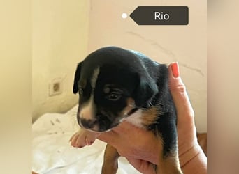 Rio (Spanien) - kleiner Sonnenschein für ihr Zuhause