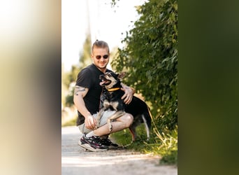 Fröhlicher Sharik sucht seine Menschen