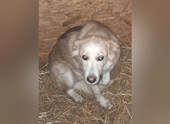 Ronja, freundliches Hundemädchen sucht Menschen mit Herz