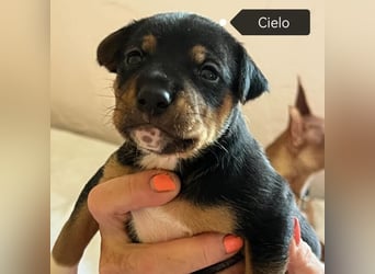 Cielo (Spanien) - Welpe sucht seine Familie fürs Leben