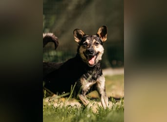 Fröhlicher Sharik sucht seine Menschen