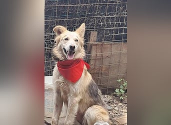 Ronja, freundliches Hundemädchen sucht Menschen mit Herz