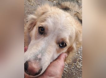 Ronja, freundliches Hundemädchen sucht Menschen mit Herz