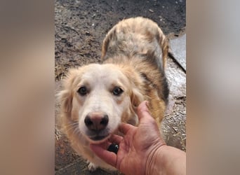 Ronja, freundliches Hundemädchen sucht Menschen mit Herz