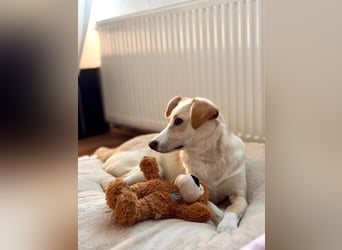 Monty, sportlich & intelligent