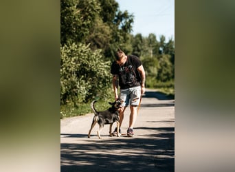 Fröhlicher Sharik sucht seine Menschen