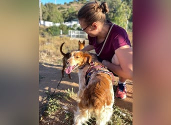 Petra (Spanien) – kleine Bretonen-Dame mit großem Herz