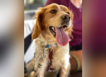 Petra (Spanien) – kleine Bretonen-Dame mit großem Herz