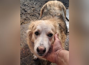Ronja, freundliches Hundemädchen sucht Menschen mit Herz