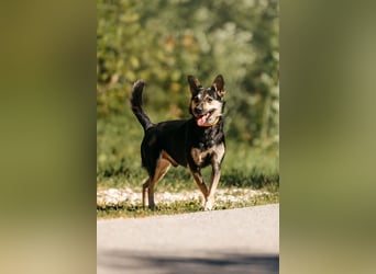 Fröhlicher Sharik sucht seine Menschen