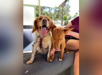 Petra (Spanien) – kleine Bretonen-Dame mit großem Herz