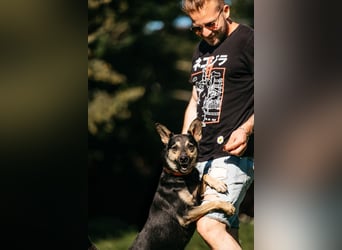 Fröhlicher Sharik sucht seine Menschen