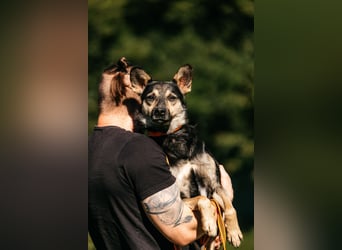 Fröhlicher Sharik sucht seine Menschen