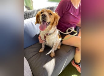 Petra (Spanien) – kleine Bretonen-Dame mit großem Herz