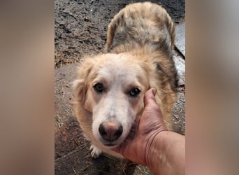 Ronja, freundliches Hundemädchen sucht Menschen mit Herz