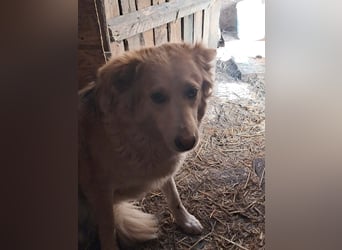 Ronja, freundliches Hundemädchen sucht Menschen mit Herz