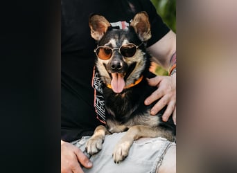Fröhlicher Sharik sucht seine Menschen