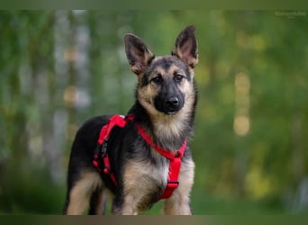 Zurückhaltender Dobby sucht seine Menschen