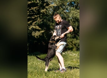 Fröhlicher Sharik sucht seine Menschen