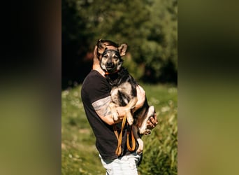 Fröhlicher Sharik sucht seine Menschen