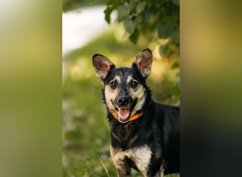 Fröhlicher Sharik sucht seine Menschen