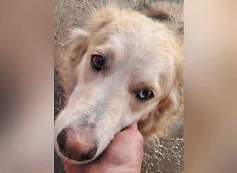 Ronja, freundliches Hundemädchen sucht Menschen mit Herz