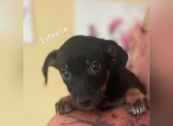 Estrella (Spanien) - kleiner Sonnenschein für ihr Zuhause