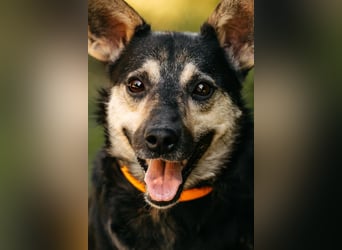 Fröhlicher Sharik sucht seine Menschen