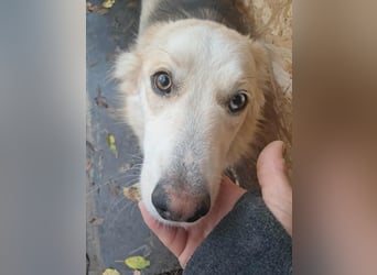 Ronja, freundliches Hundemädchen sucht Menschen mit Herz