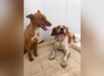 Petra (Spanien) – kleine Bretonen-Dame mit großem Herz