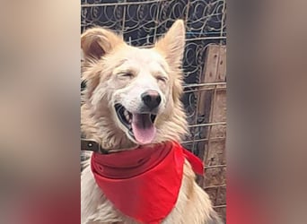 Ronja, freundliches Hundemädchen sucht Menschen mit Herz