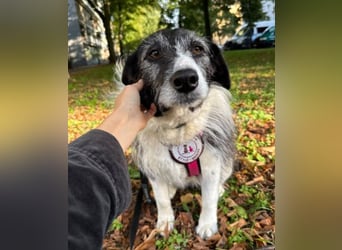 Verschmuste Seniorin NESCHA
