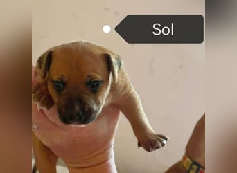 Sol (Spanien) - sucht sein Für-immer-Zuhause